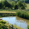 TL Ducks on the pond.